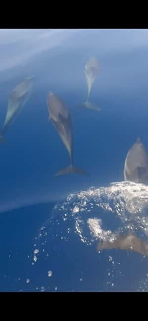 Sunset tour in search of dolphins with aperitif - A Detailed Look at the Sunset Dolphin Tour in Sicily