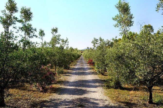 Sunset Tour with visit and guided tasting of 5 wines and local products - Who Would Love This Tour?
