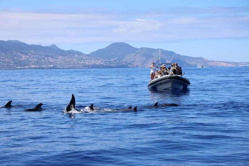 Sunset Trip + Dolphin & Whale Watching - Speed Boat - An In-Depth Look at the Madeira Sunset & Marine Life Tour