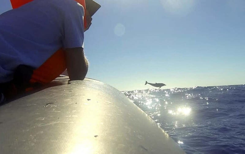 Sunset Trip + Dolphin & Whale Watching - Speed Boat - What To Expect & Practical Details