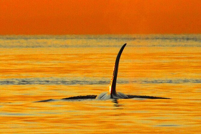 Sunset Whale and Wildlife Adventure in Cowichan Bay - A Closer Look at the Experience