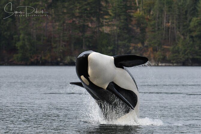 Sunset Whale and Wildlife Adventure in Cowichan Bay - FAQ