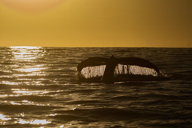 Sunset Whale Watching in Cabo San Lucas - The Experience: What to Expect on the Tour