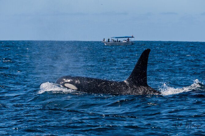 Sunset Whale Watching in Cabo San Lucas - The Itinerary in Detail