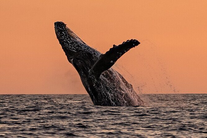 Sunset Whale Watching in Cabo San Lucas - Who Will Love This Tour?