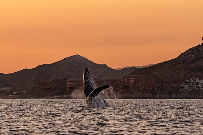 Sunset Whale Watching in Cabo San Lucas - Practical Tips for an Enjoyable Experience
