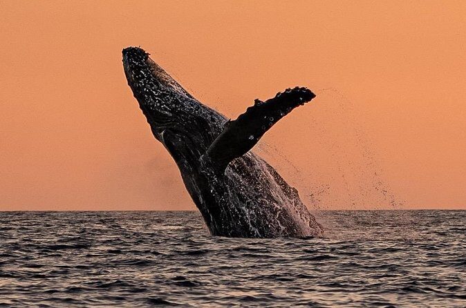 Sunset Whale Watching in Cabo San Lucas - Cancellation & Flexibility