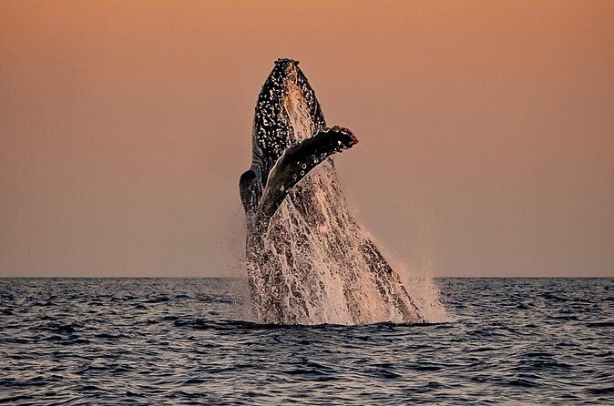 Sunset Whale Watching in Cabo San Lucas - Final Thoughts: Is This Tour Worth It?