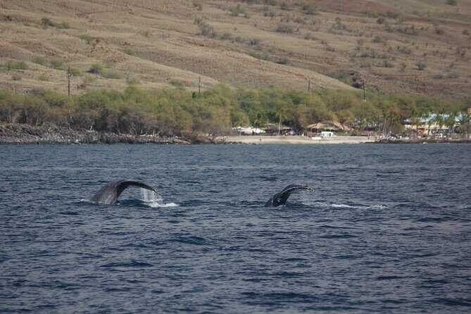 Sunset Whale Watching Shared Activity - Practical Tips for Your Trip