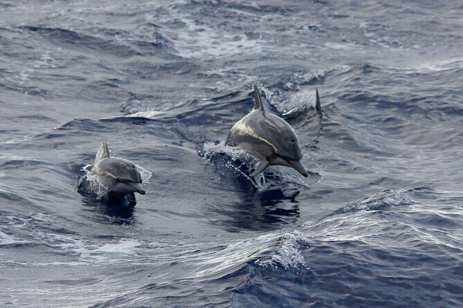 Sunset Whale Watching Shared Activity - The Sum Up