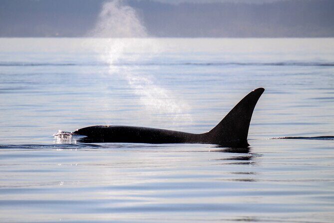 Sunset Zodiac Tour - Analyzing the Value