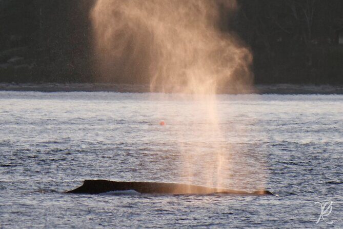 Sunset Zodiac Tour - Authentic Encounters: What Guests Say