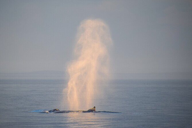 Sunset Zodiac Tour - FAQ