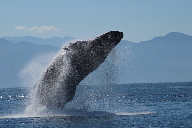 Sunsets and Whales Mega Yachts ALL INCLUSIVE: Puerto Vallarta - Who Should Consider This Tour?