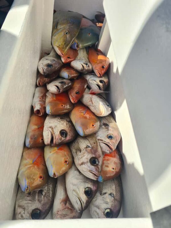 Sunshine Coast: Fishing Charters - The Authentic Experience: What Sets It Apart