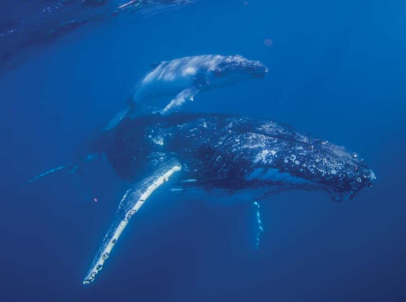 Sunshine Coast: Humpback Whale Cruise And Swim - Key Points