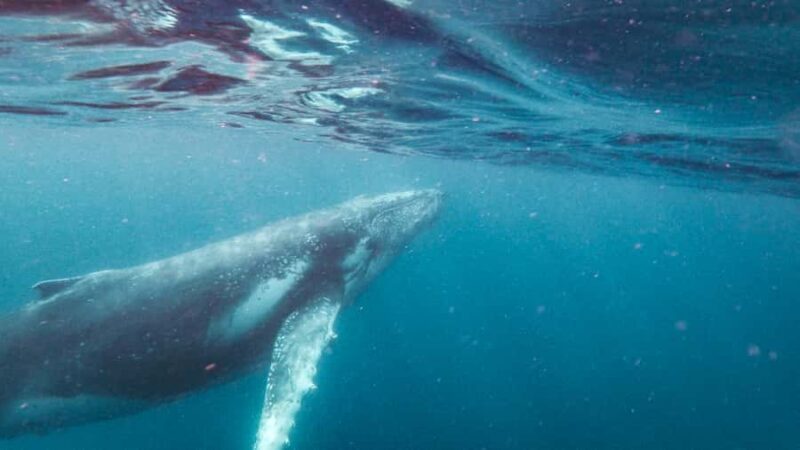 Sunshine Coast: Humpback Whale Cruise And Swim - Authentic Experiences and Considerations