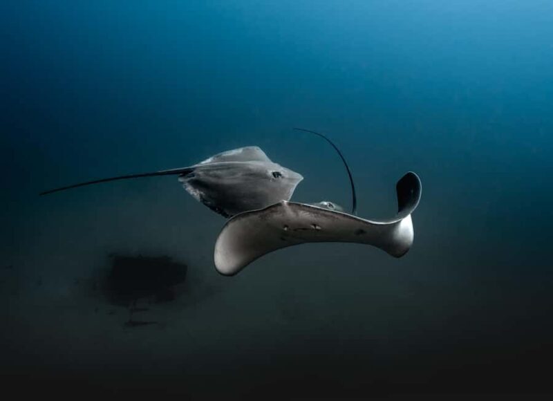 Sunshine Coast: Scuba Dive the Ex-HMAS Brisbane Ship Wreck - An In-Depth Look at the Sunshine Coast Shipwreck Adventure