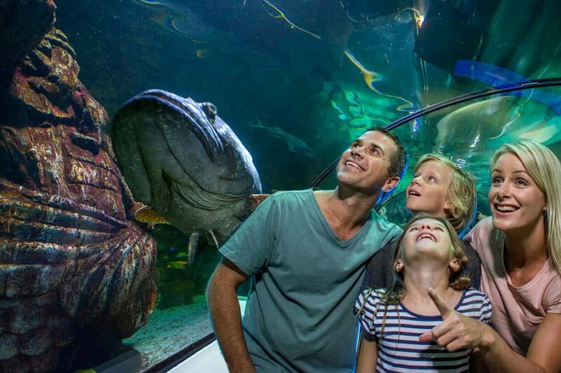 Sunshine Coast: SEA LIFE Sunshine Coast Entry Ticket - The Real Value: Is It Worth It?