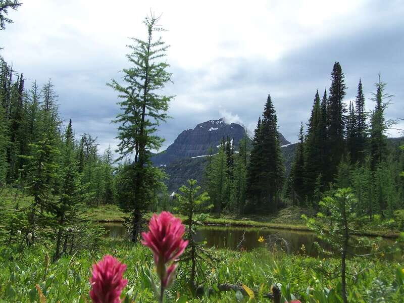 Sunshine Meadows Daily Guided Hike with Gondola - Key Points