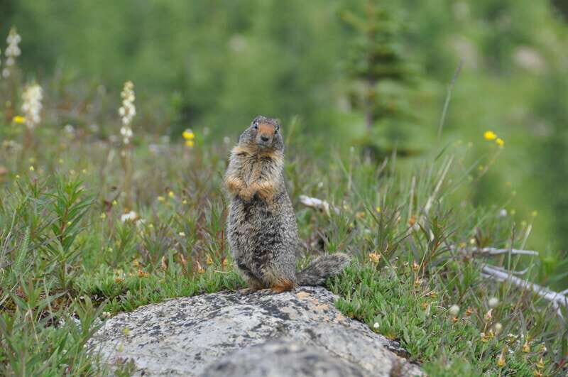 Sunshine Meadows Daily Guided Hike with Gondola - Final Thoughts: Is It Worth It?