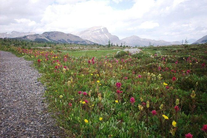 Sunshine Meadows Vistas - Guided Hike (Easy) - An Introduction to Sunshine Meadows in Banff