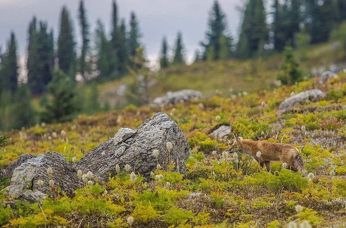 Sunshine Meadows Vistas - Guided Hike (Easy) - Authentic Experiences and Honest Feedback