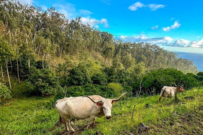 Sunshine Mountain Vista Horseback Trail Ride on Oahu - An In-Depth Look at the Experience