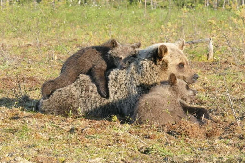 Suomussalmi, Finland: Bear Watching and photography night - Authentic Experiences and Insider Tips