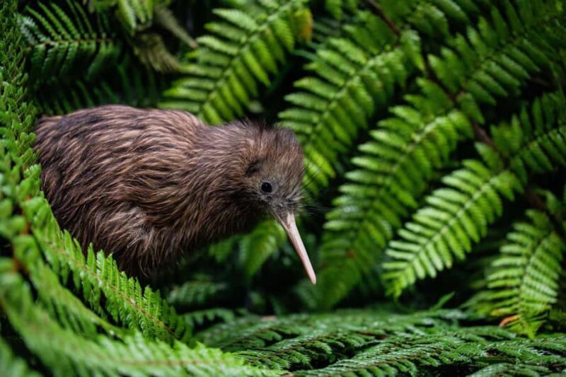 SUPER DEAL: Ruakuri Caves, Te Puia Rotorua & Blue Springs - An In-Depth Look at the SUPER DEAL: Ruakuri Caves, Te Puia Rotorua & Blue Springs