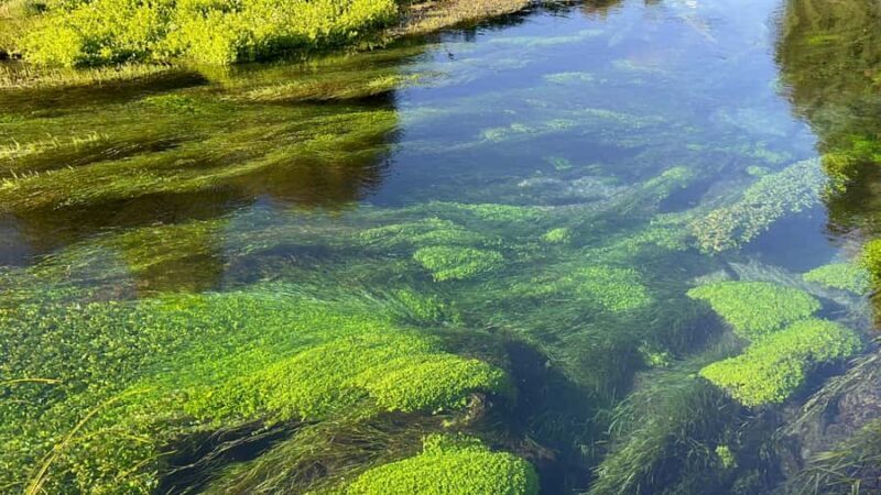 SUPER DEAL: Ruakuri Caves, Te Puia Rotorua & Blue Springs - The Magic of Ruakuri Caves