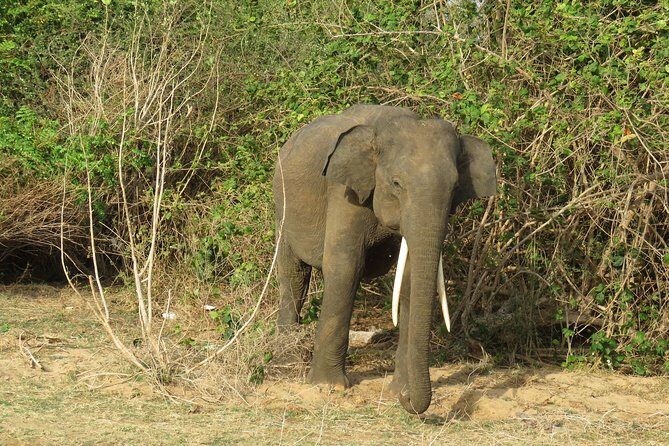 Super Luxury Jeep Safari at Yala National Park - An In-Depth Look at the Safari Experience