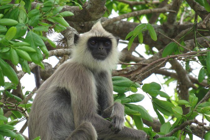 Super Luxury Jeep Safari at Yala National Park - Final Thoughts