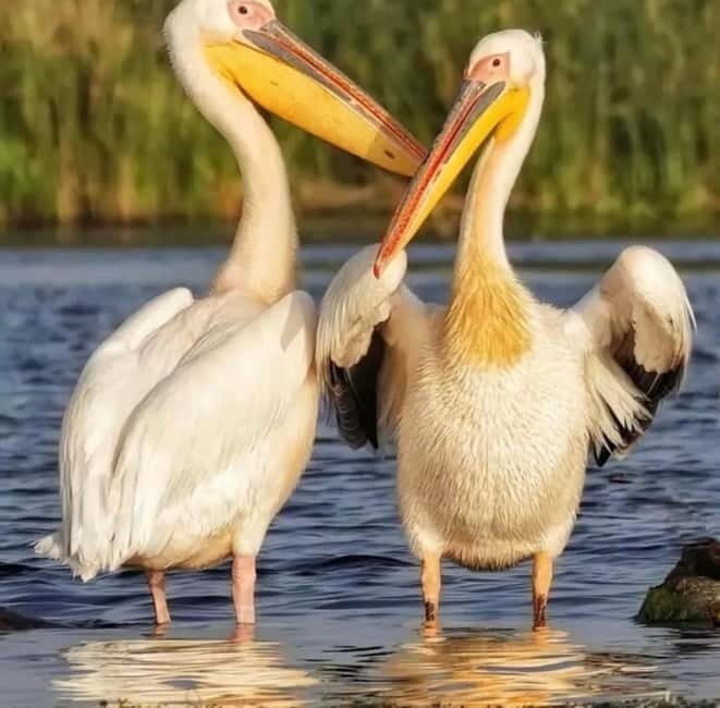 SUPER TOUR: Day Trip to Danube Delta - A Deep Dive Into the Danube Delta Day Trip