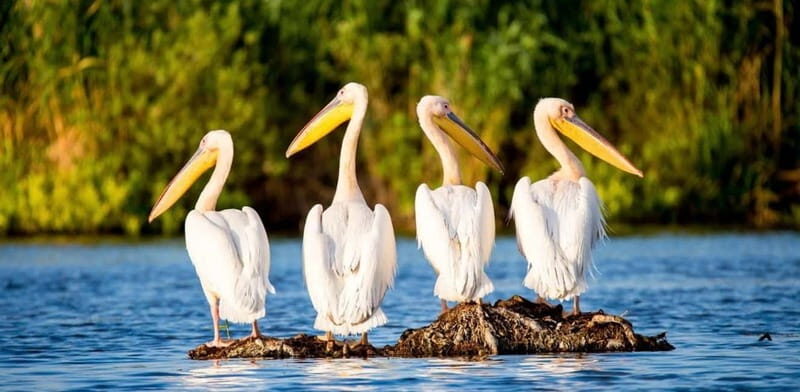 SUPER TOUR: Day Trip to Danube Delta - Who Is This Tour Best For?