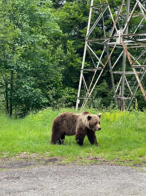 SUPER TOUR: Top Gear Road with Wild Bears Sightseeing - What Travelers Say