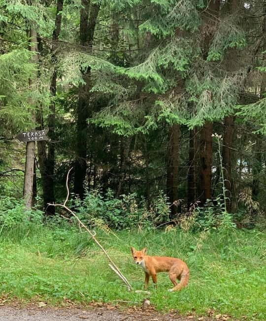 SUPER TOUR: Top Gear Road with Wild Bears Sightseeing - Frequently Asked Questions (FAQs)