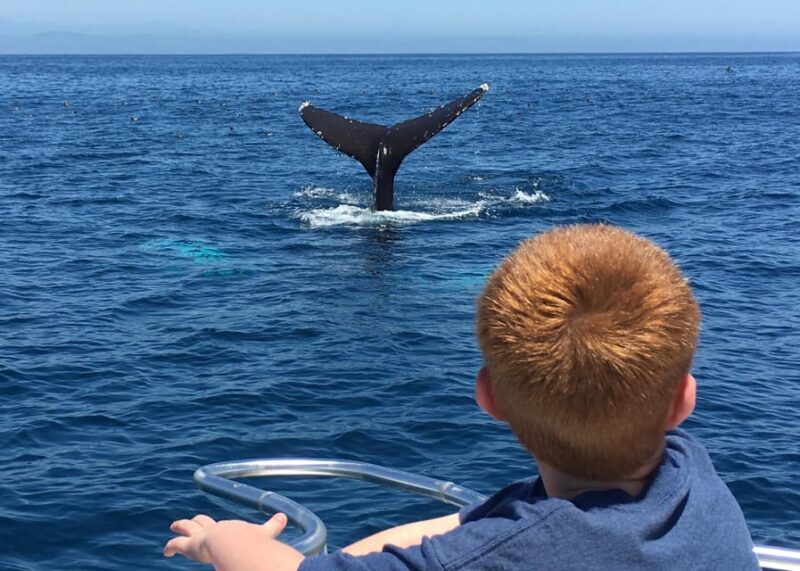 Superior 2hr Private Whale & Dolphin Watching Newport Beach - Key Points