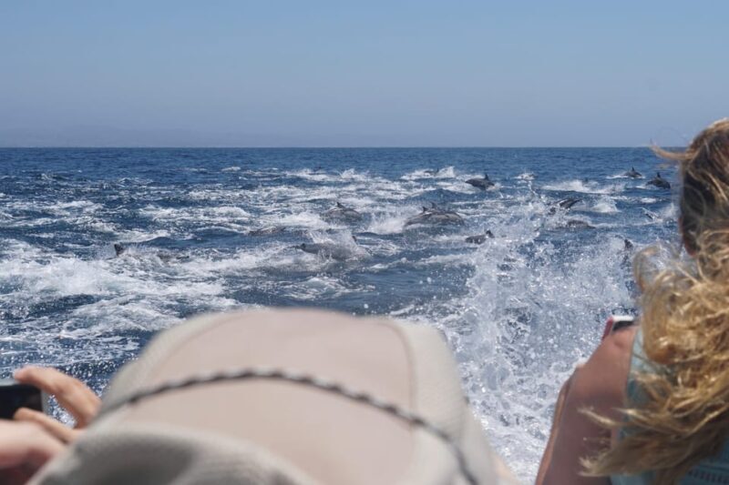 Superior 2hr Private Whale & Dolphin Watching Newport Beach - The Experience: What to Expect on Your Private Whale & Dolphin Tour