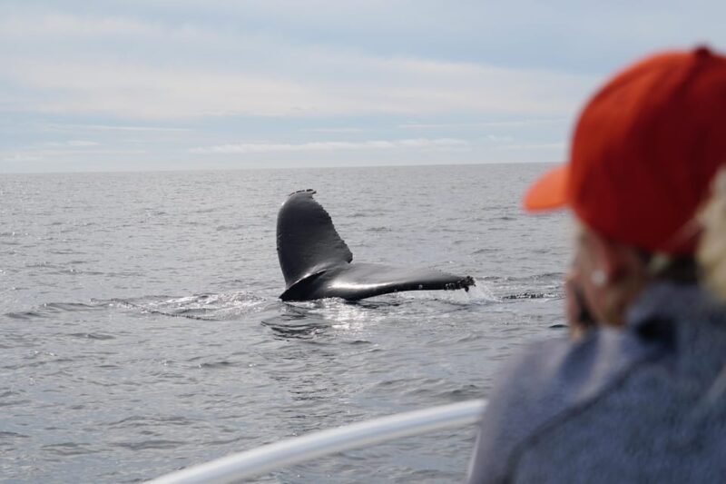 Superior 2hr Private Whale & Dolphin Watching Newport Beach - What’s Included and What’s Not