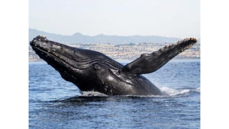Superior 2hr Private Whale & Dolphin Watching Newport Beach - Authentic Feedback from Past Guests