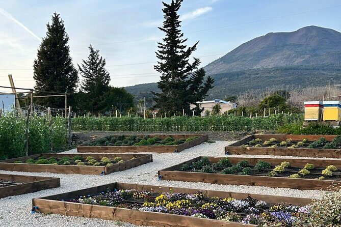 Superior Wine Tasting with Lunch on the slopes of Mt. Vesuvius - Exploring the Tour Experience: What to Expect from Start to Finish