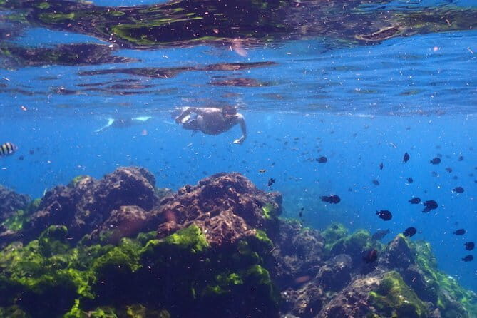 Surin Island Snorkeling by Speedboat from Khao Lak - Key Points