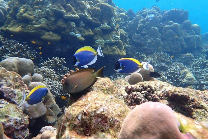 Surin Islands- Early Bird Snorkeltour from Khao Lak in English, French, German, Italian - Transportation, Duration, and Group Sizes