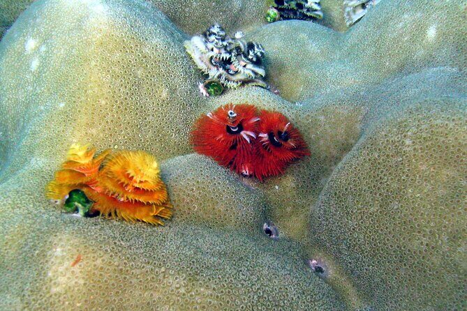 Surin Islands- Early Bird Snorkeltour from Khao Lak in English, French, German, Italian - Who Is This Tour Best For?