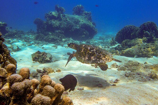 Surin Islands- Early Bird Snorkeltour from Khao Lak in English, French, German, Italian - FAQ