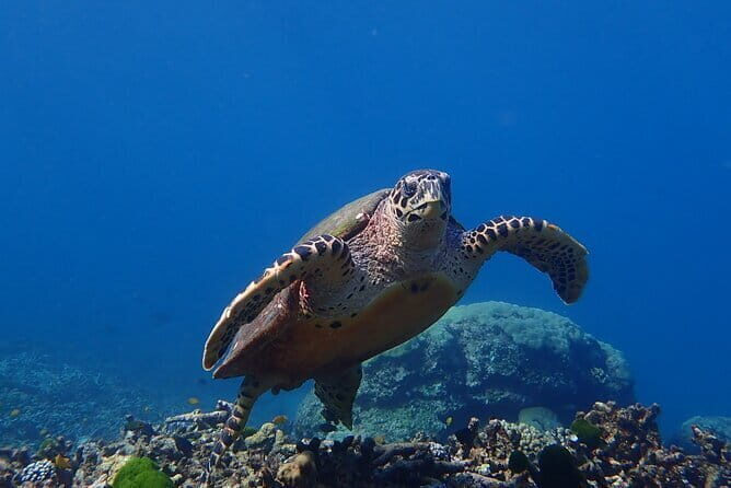 Surin Islands Tours by Speedboat - An In-Depth Look at the Tour