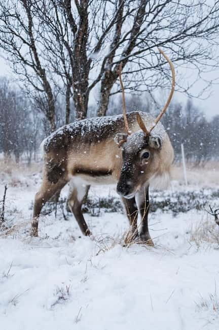 Svolvær: Sami Culture and Reindeer Experience - An Authentic Look at Sami Culture and Reindeer Herding