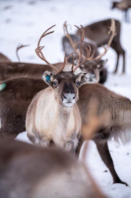 Svolvær: Sami Culture and Reindeer Experience - The Cultural Significance of Reindeer