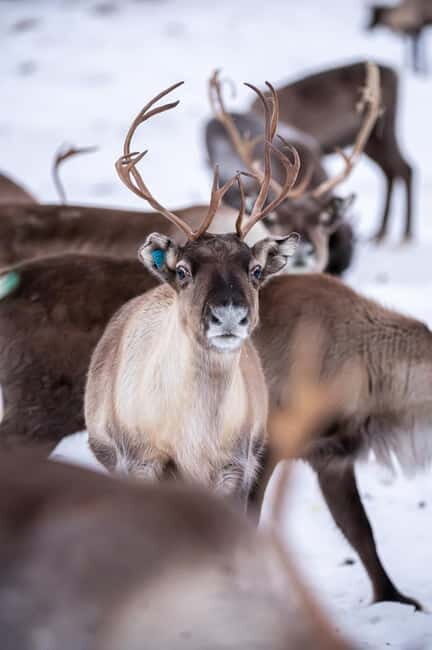 Svolvær: Sami Culture and Reindeer Experience - Timing, Logistics, and Value